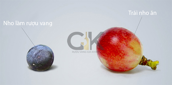 Sự khác biệt giữa nho làm rượu vang và nho ăn