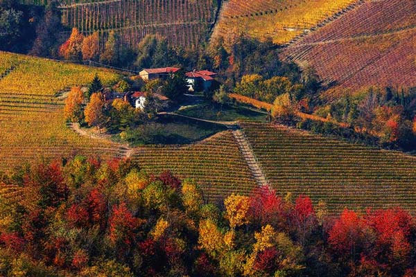 Các ngọn đồi trồng nho tại Piedmont phía Tây Bắc nước Ý