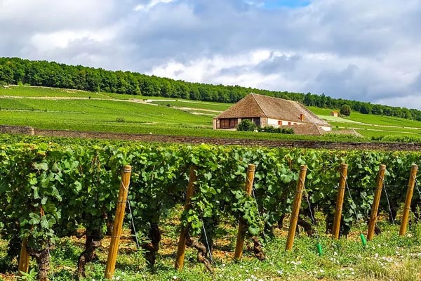 Một domaine ở Burgundy