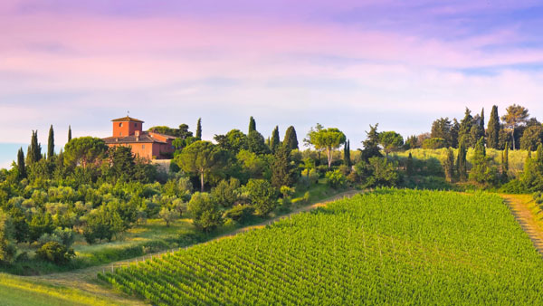 Một vườn nho tại Chianti thuộc Tuscany