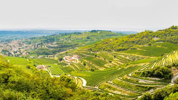 Những đồi nho trồng bậc thang tại Valpolicella