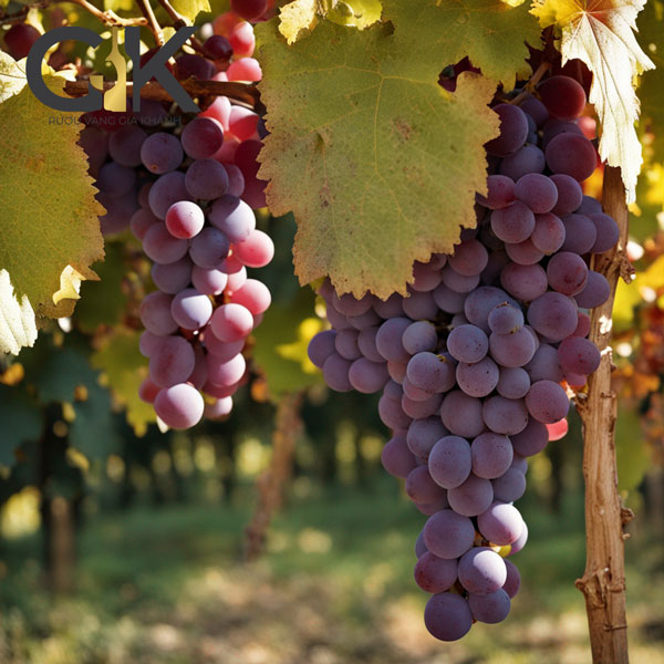 Pinot Noir là loại nho làm rượu vang đỏ với hương vị mềm mại, nhẹ nhàng