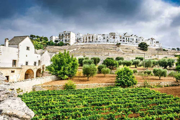 Vườn trồng nho tại Puglia