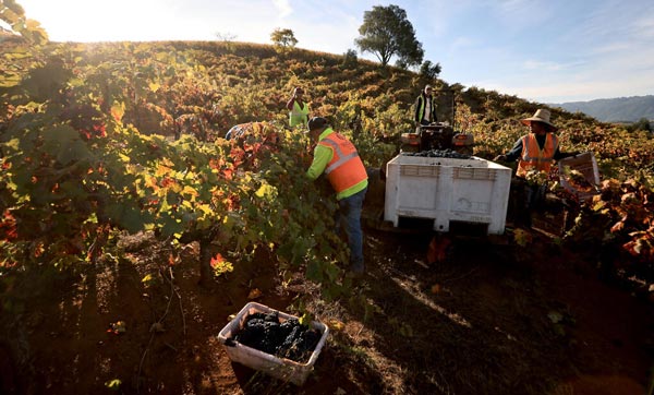 Nắng nóng kéo dài tại California giúp nho Zinfandel dễ dàng phát triển