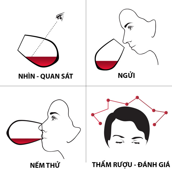 4 bước nếm thử rượu vang cơ bản