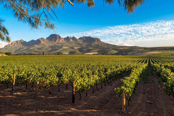 Cabernet Sauvignon là giống nho đỏ chủ đạo của Nam Phi
