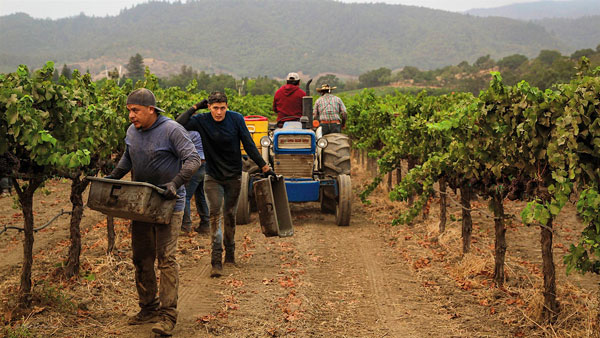 California dần nổi bật với Cabernet Sauvignon chất lượng cao