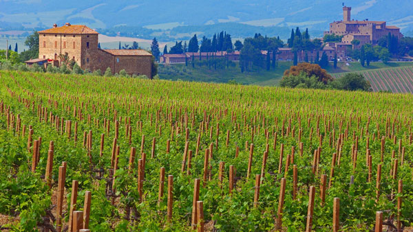 Giống nho Cabernet Sauvignon nổi bật với Super Tuscan ở Tuscany