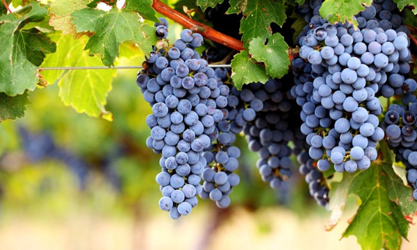 Giống nho Cabernet Sauvignon