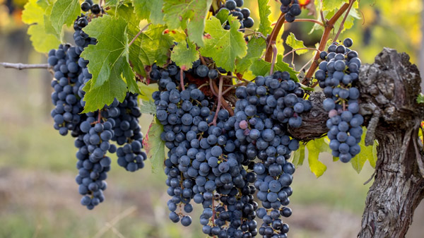 Giống nho Merlot được trồng rộng rãi trên thế giới