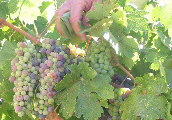 Giống nho Primitivo thường chín không đều