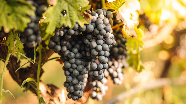 Giống nho Primitivo (Zinfandel) dùng để làm rượu vang đỏ