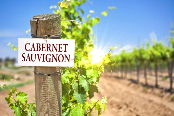 Một vườn nho Cabernet Sauvignon