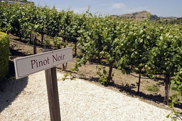 Một vườn nho Pinot Noir tại Napa Valley, California