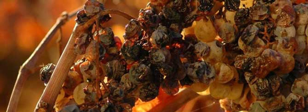 Nấm botrytis mang đến hương vị phức tạp hơn cho rượu vang nho