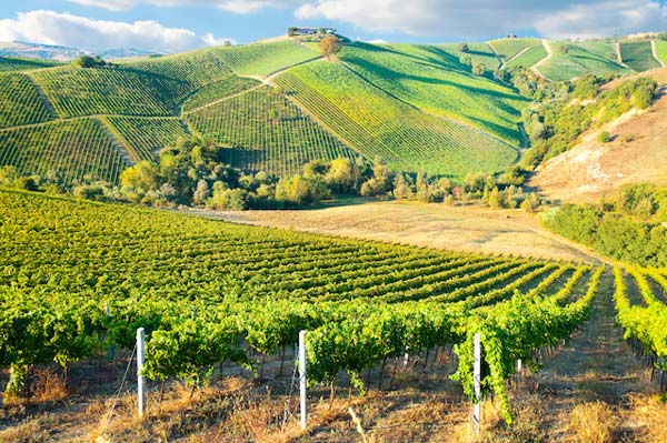 Những ngọn đồi trồng nho Cabernet Sauvignon ở Bordeaux