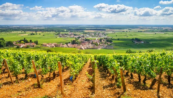 Những vườn nho Grand Cru Pinot Noir tại Burgundy