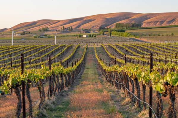 Những vườn nho Merlot tại Washington