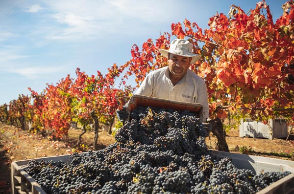 Thu hoạch Merlot tại một điền trang ở Chile