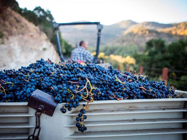 Thu hoạch nho Merlot tại Napa Valley