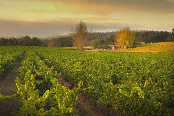 Thung lũng Russian River có terroir phù hợp cho cây nho Pinot Noir
