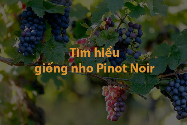 Tìm hiểu giống nho Pinot Noir