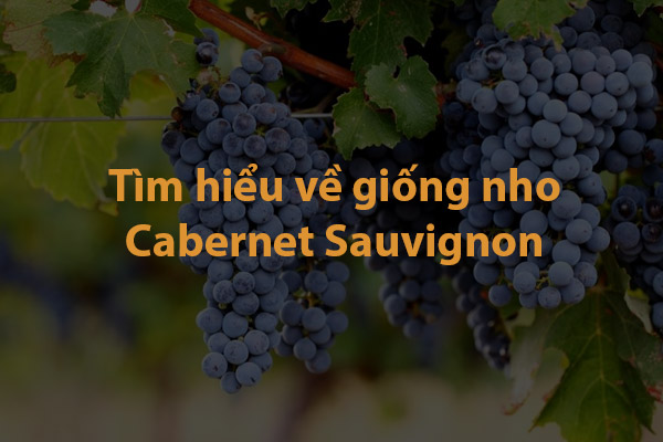 Tìm hiểu về giống nho Cabernet Sauvignon
