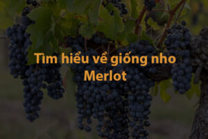 Tìm hiểu về giống nho Merlot