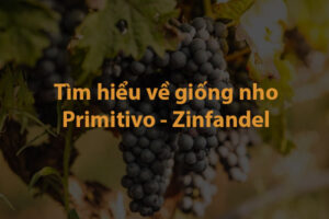 Tìm hiểu về giống nho Primitivo - Zinfandel