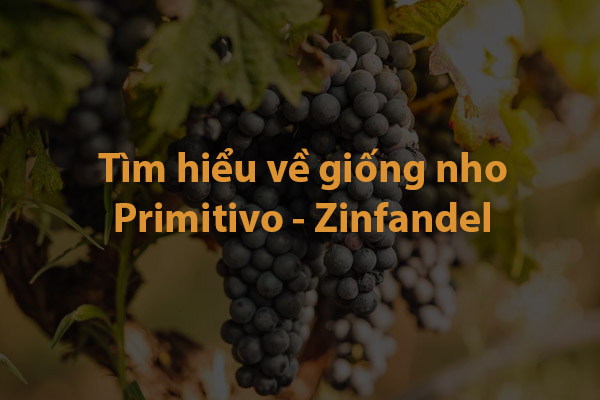 Tìm hiểu về giống nho Primitivo - Zinfandel