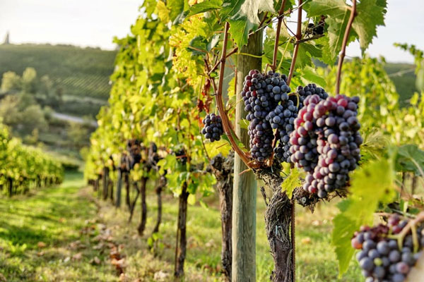 Giống nho Sangiovese có vỏ mỏng, sáng màu