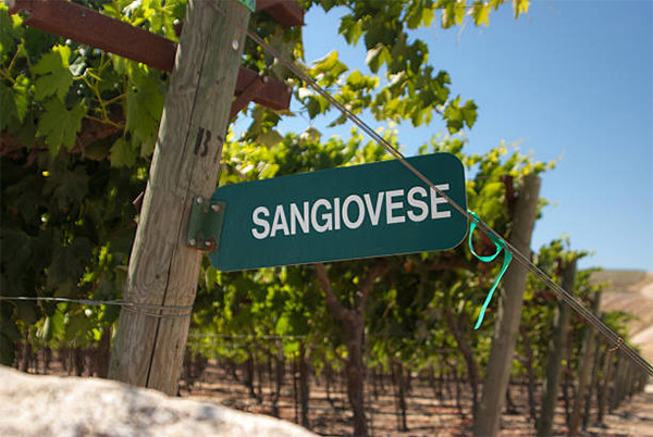 Giống nho Sangiovese được trồng nhiều nhất ở Ý