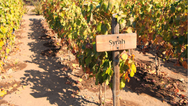Giống nho Syrah yêu thích môi trường khí hậu ấm áp