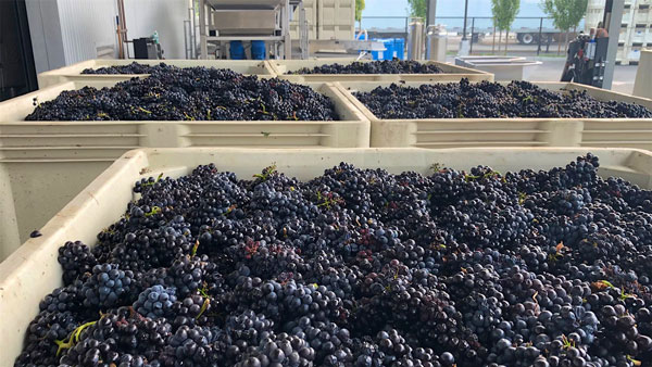 Nho Pinoit Noir tại Sonoma đang chờ được tiêu thụ