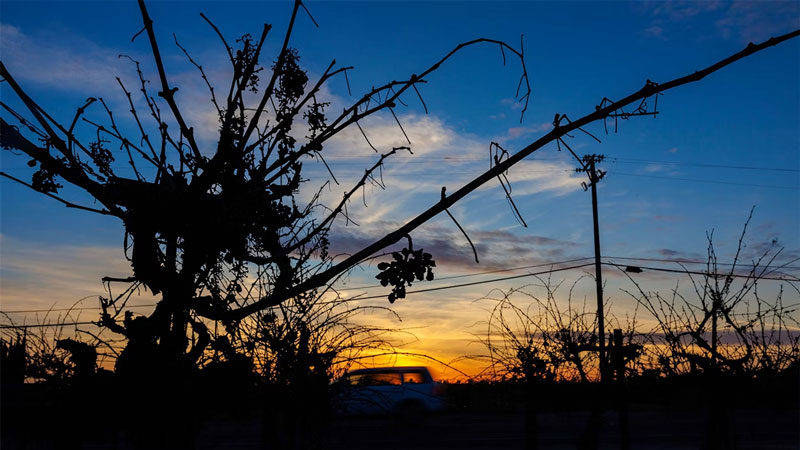 Nho trên cây không được hái ở Lodi, California