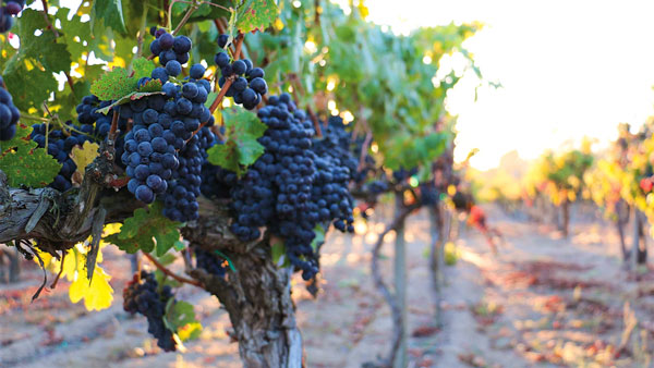 Những trái nho Zinfandel chín mọng trên cây đang chờ được hái