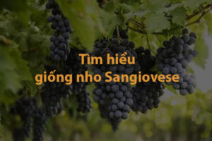 Tìm hiểu về giống nho Sangiovese