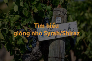 Tìm hiểu về giống nho Syrah / Shiraz