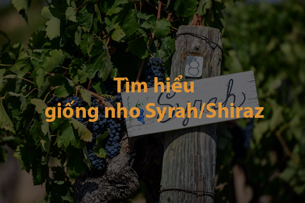 Tìm hiểu về giống nho Syrah / Shiraz