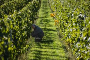 Thu hoạch nho Chardonnay tại miền Bắc nước Pháp