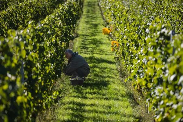 Thu hoạch nho Chardonnay tại miền Bắc nước Pháp