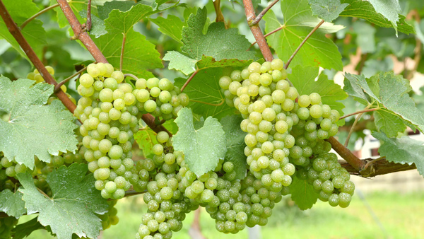 Giống nho Chardonnay
