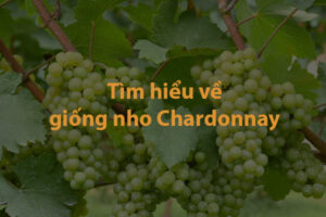 Tìm hiểu về giống nho Chardonnay
